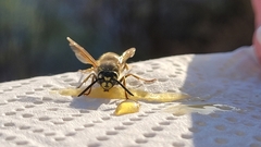 Vespula vulgaris