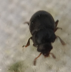 Brachypterus urticae