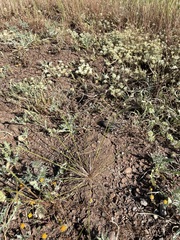 Deschampsia danthonioides