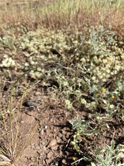 Deschampsia danthonioides