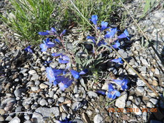 Penstemon cyaneus