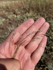 Deschampsia danthonioides