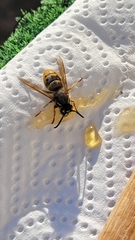 Vespula vulgaris