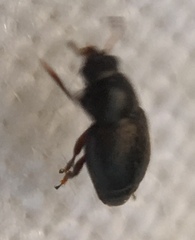 Brachypterus urticae