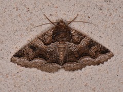 Zale calycanthata