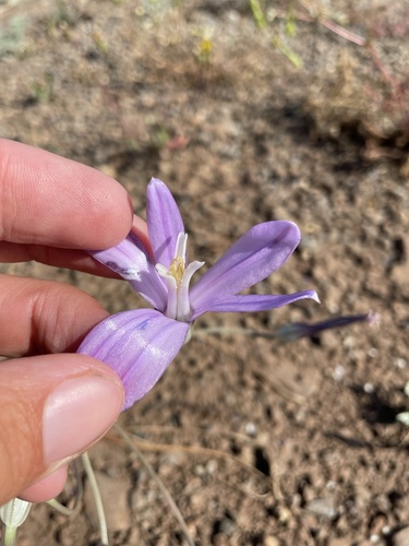 Image of Brodiaea californica by (c) Matt Berger, some rights reserved (CC BY)