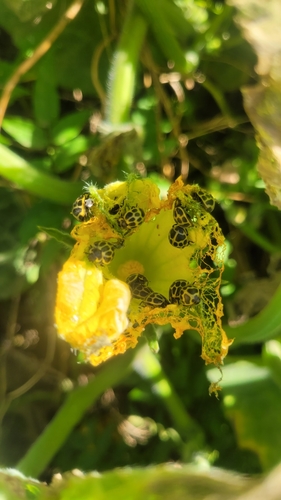 Epilachna Lady Beetles photo 3