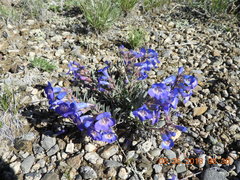 Penstemon cyaneus