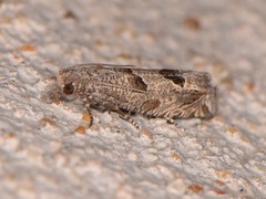 Pelochrista consobrinana