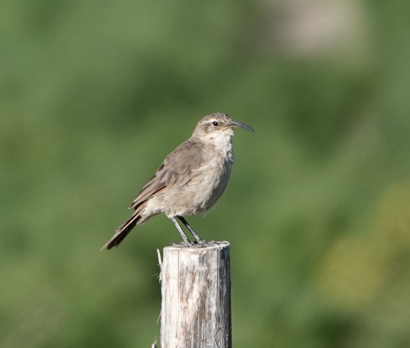 Buff-breasted Earthcreeper (Upucerthia validirostris)