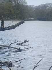 Chrysemys picta picta