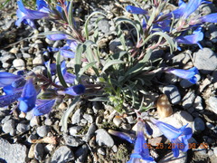 Penstemon cyaneus
