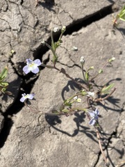 Downingia ornatissima