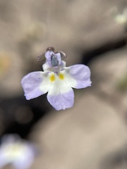 Downingia ornatissima