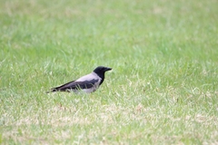 Corvus cornix