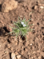 Navarretia tagetina