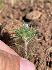 Navarretia tagetina