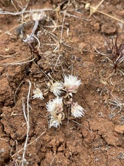 Paronychia ahartii