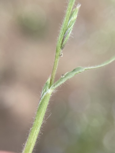 Image of Orcuttia tenuis by (c) Matt Berger, some rights reserved (CC BY)