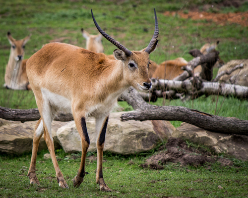 Southern Lechwe
