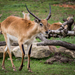 Kafue Lechwe - Photo (c) happymillerman, some rights reserved (CC BY)