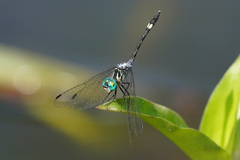 Micrathyria pseudeximia