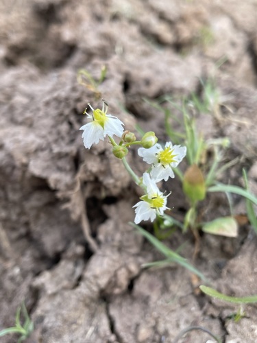 Image of Damasonium californicum by (c) Matt Berger, some rights reserved (CC BY)