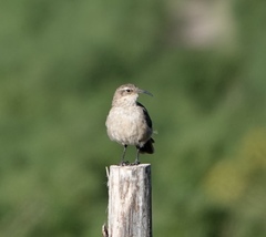 Upucerthia validirostris