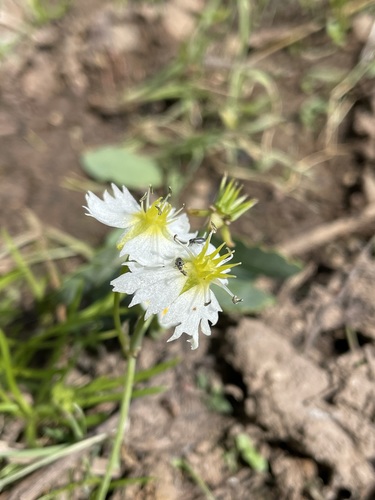 Image of Damasonium californicum by (c) Matt Berger, some rights reserved (CC BY)