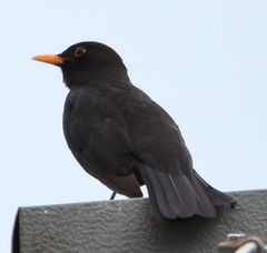 Turdus merula