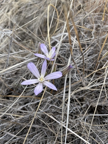 Image of Brodiaea nana by (c) Matt Berger, some rights reserved (CC BY)