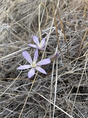 Brodiaea nana