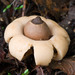 Rounded Earthstar - Photo (c) JJ Harrison, some rights reserved (CC BY-SA)