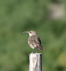 Upucerthia validirostris
