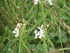 Chascanum