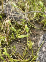 Gratiola heterosepala