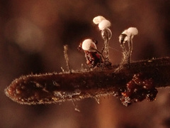 Antinoa juniperinella