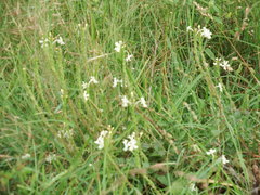 Chascanum
