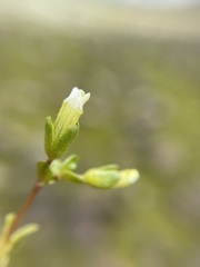 Gratiola heterosepala