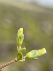 Gratiola heterosepala