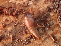Sepedophilus marshami