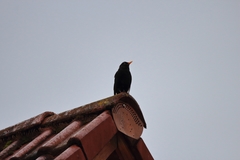 Turdus merula