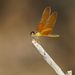 Golden Amberwing - Photo (c) Cameron Eckert, some rights reserved (CC BY-NC), uploaded by Cameron Eckert