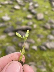 Gratiola heterosepala