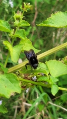 Bombus pauloensis