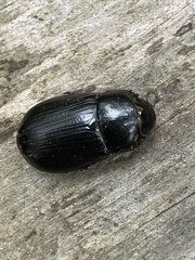 Dyscinetus morator