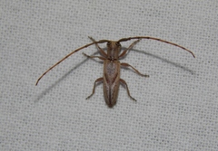 Eunidia brunneopunctata