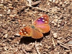 Eunica monima modesta