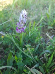 Orchis militaris