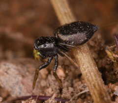 Heliophanus auratus